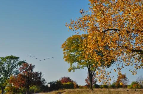 Beautiful view of trees during the fall time with geese flying, close up Stock Photos