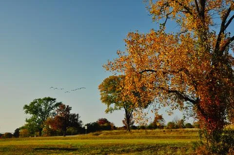 Beautiful view of trees during the fall time with geese flying Stock Photos