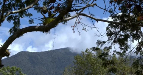 Beautiful view of a tropical forest mountain and canopy Stock Footage 242488430