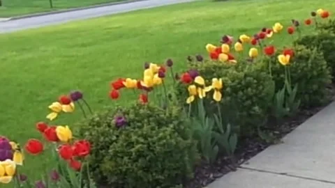 A beautiful view of Tulips Stock Footage 247206278