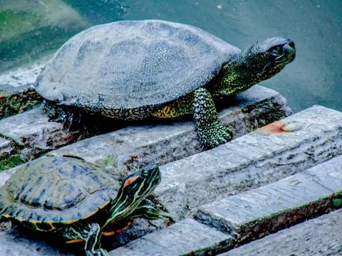 Beautiful view of turtles Stock Photos