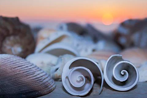 Beautiful view two seashells curl on the background of the sea and sunset. Stock Photos