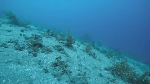 Beautiful view under the deep blue ocean with sea plants and clown fishes Stock Footage 126380828