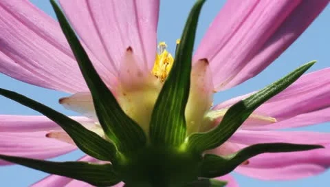 Beautiful view from under the flower Video stock 11309735