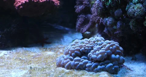 Beautiful view of the underwater Stock Footage 250906386