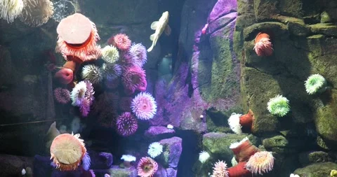 Beautiful view of the underwater Stock Footage 250906512