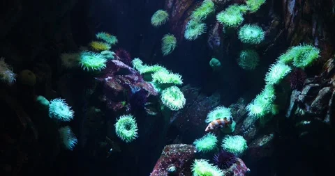 Beautiful view of the underwater Stock Footage 252244563