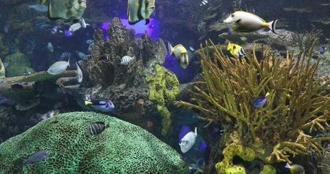 Beautiful view of the underwater world Stock Footage 249020863
