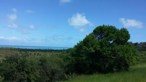 Beautiful view of the vegetation and the sea Stock Photos