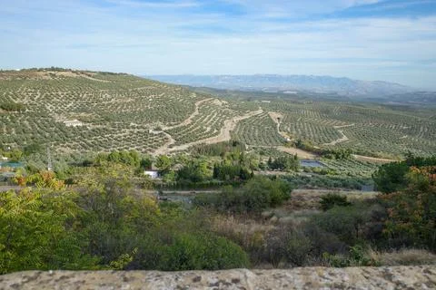 A beautiful view from a viewpoint in beda, Jan, of a hillside with olive tr.. Stock Photos