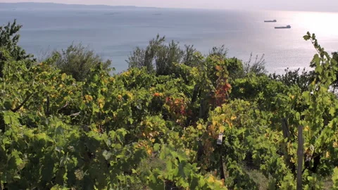 Beautiful view of vineyard by the sea in trieste Video stock 233673641