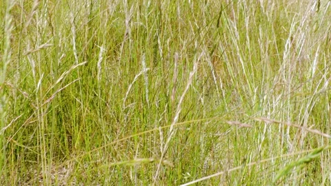 Beautiful view of walking through field grass on sunny summer day time. Stock Footage 135412366
