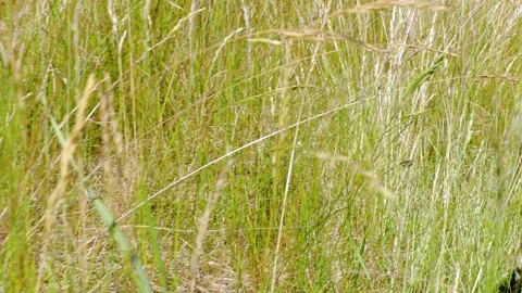 Beautiful view of walking through field grass on sunny summer day time. Stock Footage 135446857