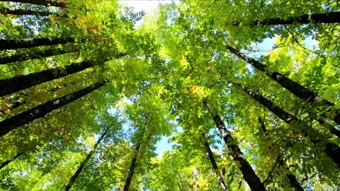 Beautiful view walking under the chestnut trees Stock Footage 285949604