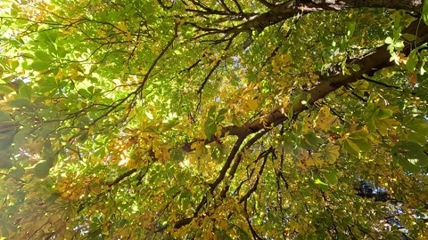 Beautiful view walking under a chestnut tree Stock Footage 342493027