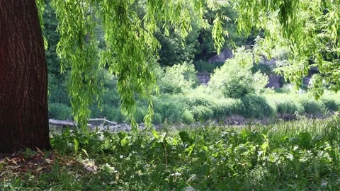 Beautiful view of the weeping willow tree and green vegetation. Nature in summer Stock Footage 220285013