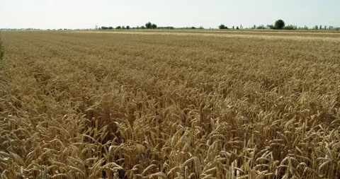 Beautiful view of a wheat field ready for harvest on a Sunny day. Ripe wheat Stock Footage 133547674