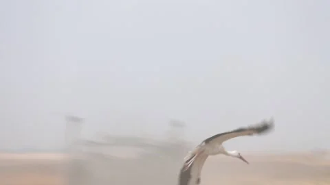 A beautiful view of a white stork hovering over the field Video stock 163632456