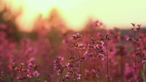 Beautiful view of wild grass and flowers in the sunset. Beautiful flowers sway Stock Footage 125932029
