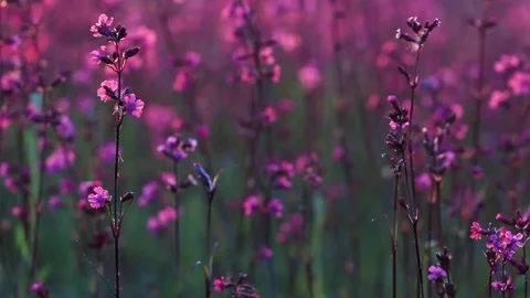Beautiful view of wild grass and flowers in the sunset. Beautiful flowers sway Stock Footage 125932087