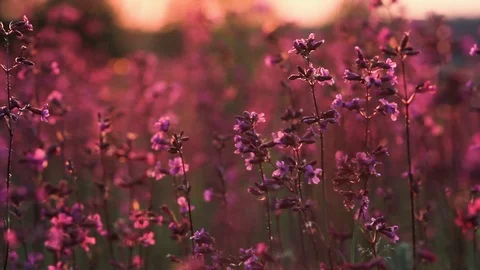 Beautiful view of wild grass and flowers in the sunset. Beautiful flowers sway Stock Footage 125932093