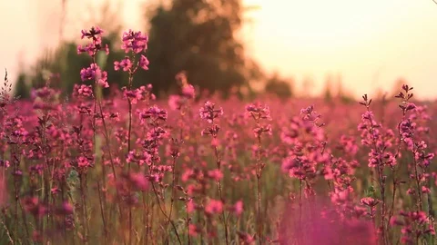 Beautiful view of wild grass and flowers in the sunset. Beautiful flowers sway Stock Footage 129259989