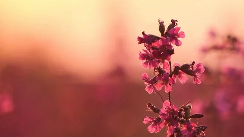 Beautiful view of wild grass and flowers in the sunset. Beautiful flowers sway Stock Footage 129260004