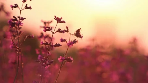 Beautiful view of wild grass and flowers in the sunset. Beautiful flowers sway Stock Footage 129260032