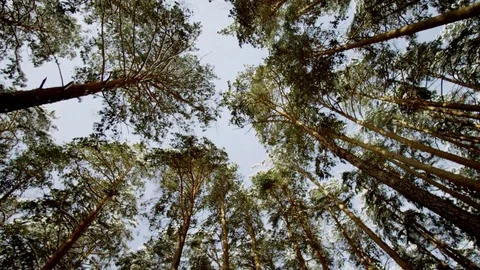 Beautiful view of Winter Forest below Stock Footage 70827704