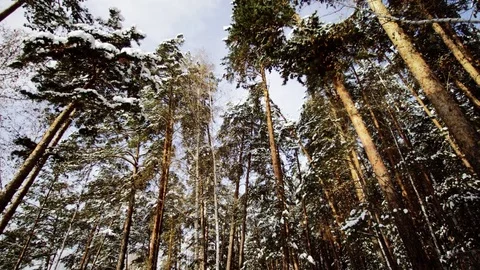 Beautiful view of Winter Forest below Stock Footage 70839084