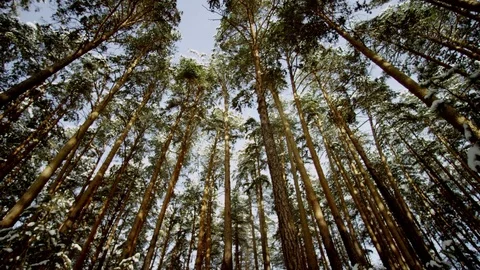 Beautiful view of Winter Forest Stock-Footage 70860804