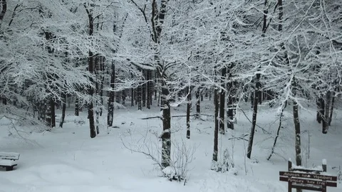 Beautiful  View in Winter Forest  Germany Stock Footage 102472522