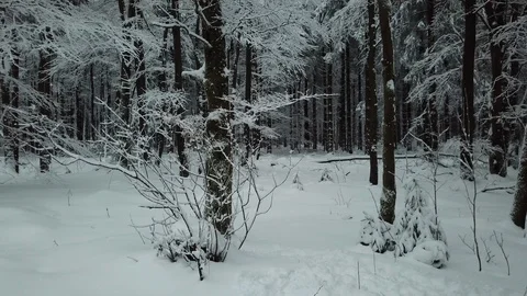 Beautiful  View in Winter Forest  Germany Stock Footage 102473561