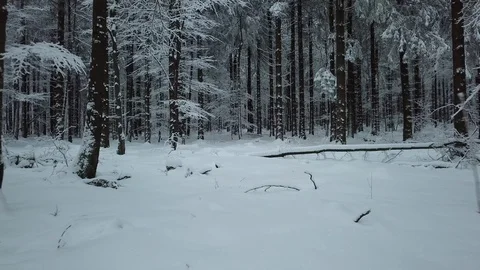 Beautiful  View in Winter Forest  Germany Stock Footage 102473709