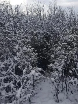 A beautiful view in winter 스톡 사진