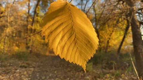Beautiful view of a yellow leaf on a background of autumn trees Stock Photos