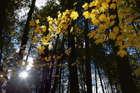 Beautiful view of the yellow maple tree leaves in the forest in autumn Stock Photos