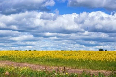 Beautiful view of the yellow rape field in the summer Foto stock