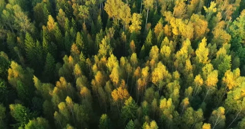 Beautiful views of the forest from a bird's flight. Copter ( drone ) shooting Stock Footage 105958611