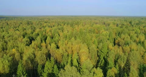 Beautiful views of the forest from a bird's flight. The drone goes down Stock Footage 105961060