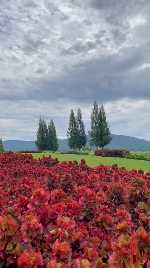 Beautiful views of lawns filled with colorful flower gardens, Vídeos de archivo 244964853