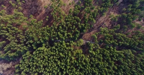 Beautiful views of nature from the height of the Quadrupter Stock Footage 73333380