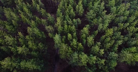 Beautiful views of nature from the height of the Quadrupter Video stock 73336541