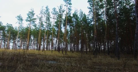 Beautiful views of nature from the height of the Quadrupter Stock Footage 73337822