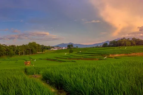 Beautiful views of rice fields and mountains with clear blue sky clouds Stock Photos