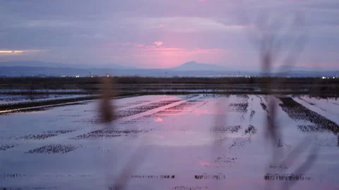 Beautiful views of rice fields Stock Footage 280276524