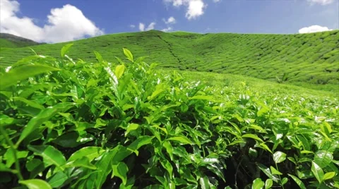 Beautiful Views Of The Tea Plantations B... | Stock Video | Pond5