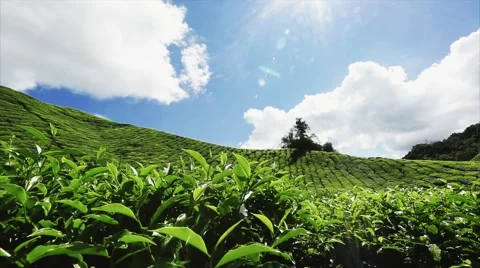 Beautiful views of the tea plantations, the frame can be seen the sun's rays. Stock Footage 67261701
