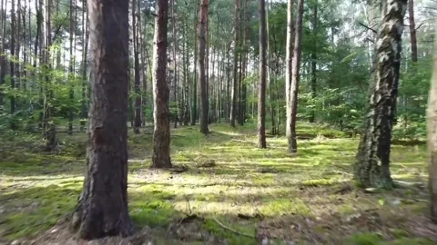 Beautiful views of trees in the forests of Borneo Video stock 274321869