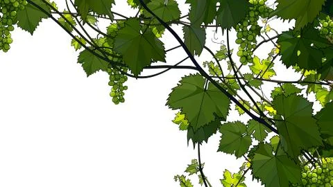 Beautiful vine with bunches of green grapes Stock Illustration